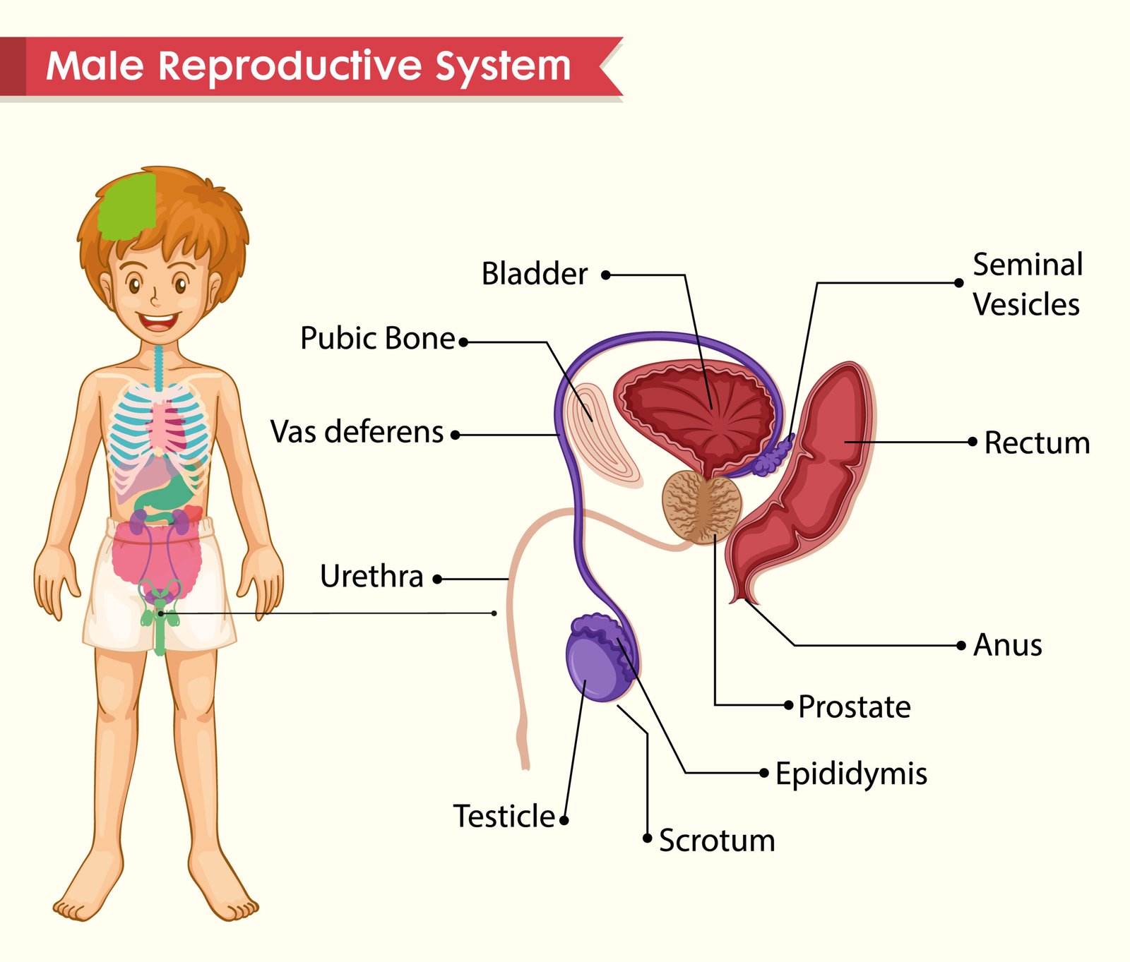 10 prostate symptoms and prostate anatomy